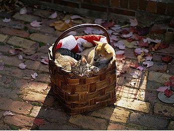 国外机构将育碧股票评级下调至卖出：缺乏发展前景